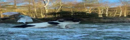 English Springer Spaniel dogs for stud: KC reg health tested working springer at stud in Rushden - Advert 3