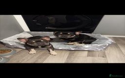 French Bulldog dogs for sale: French Bulldogs  - Image 2