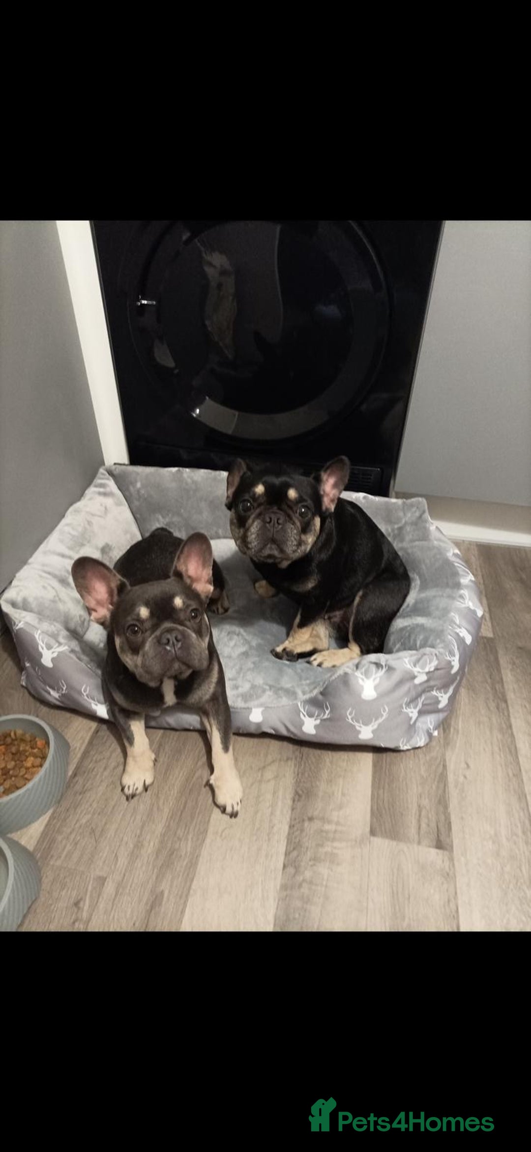 French Bulldog dogs for sale: French Bulldogs  - Image 2