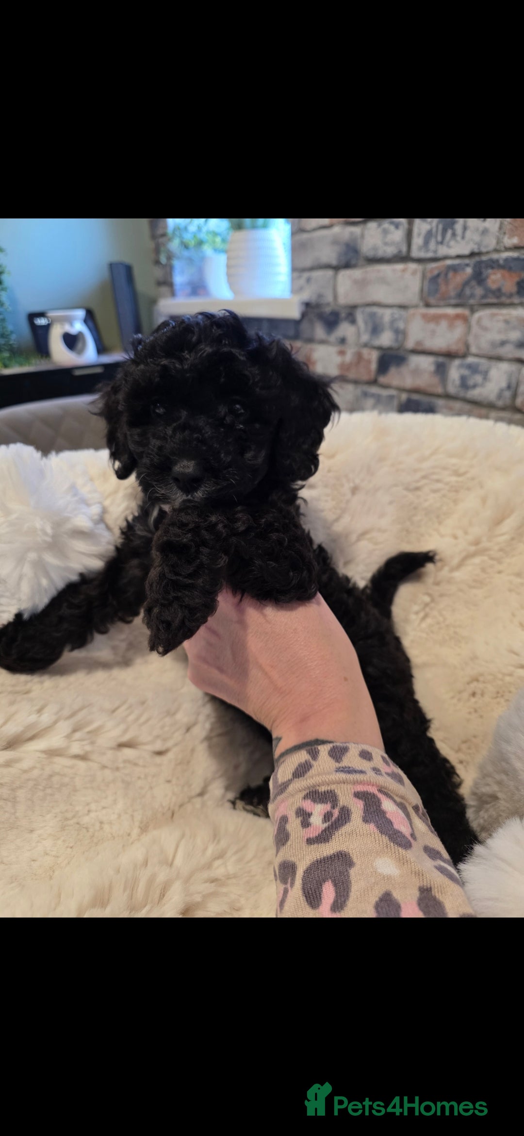 Cockapoo dogs for sale: F1b toy cockapoo puppies ready 3/11/25 - Image 4