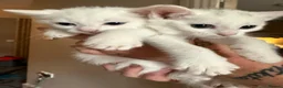 Khao Manee cats for sale: Two white kittens for sale  - Advert 2