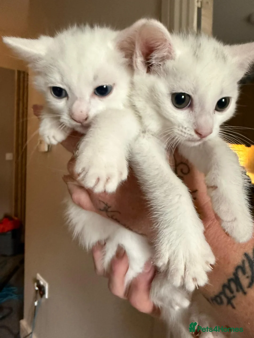 Khao Manee cats for sale: Two white kittens for sale  - Advert 2