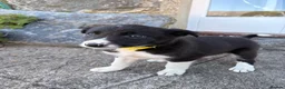Border Collie dogs for sale: 7 Working Sheepdogs  - Advert 5