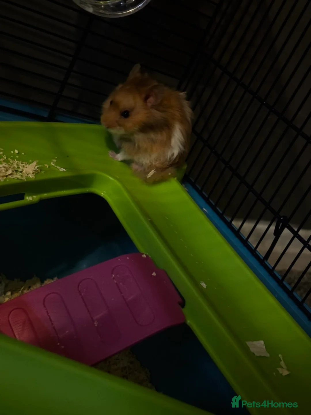 Hamster rodents for sale: Syrian hamster  in Derby - Advert 6