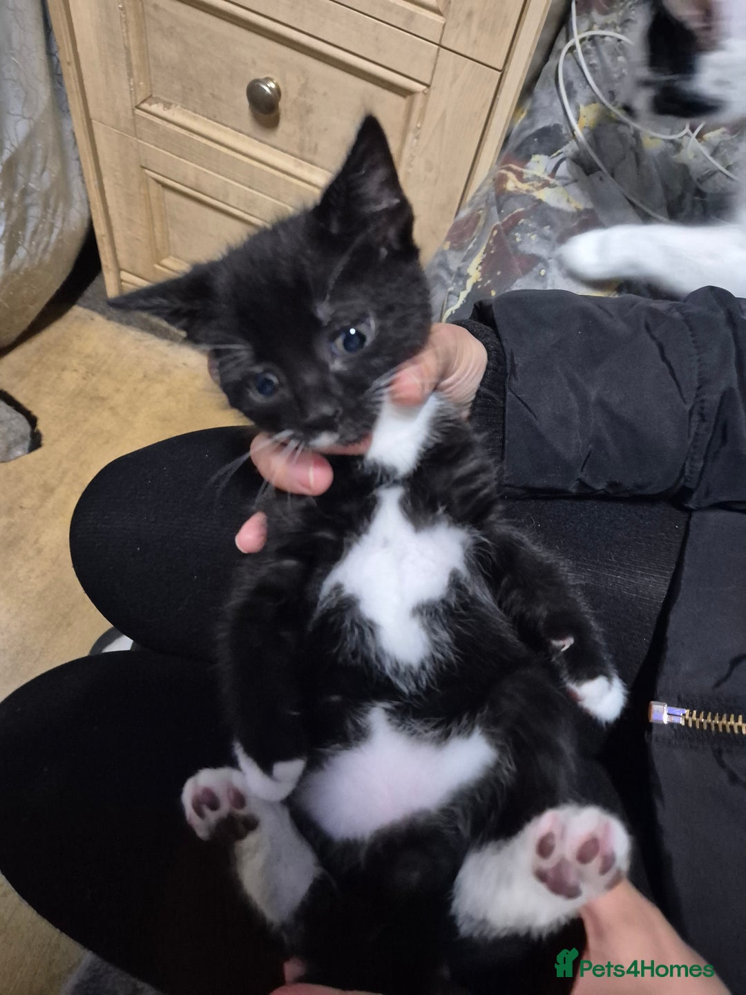 Mixed Breed cats for sale: Cat mix breed  - Advert 4