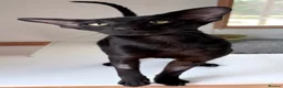 Oriental cats for sale: Oriental Shorthair - Advert 1