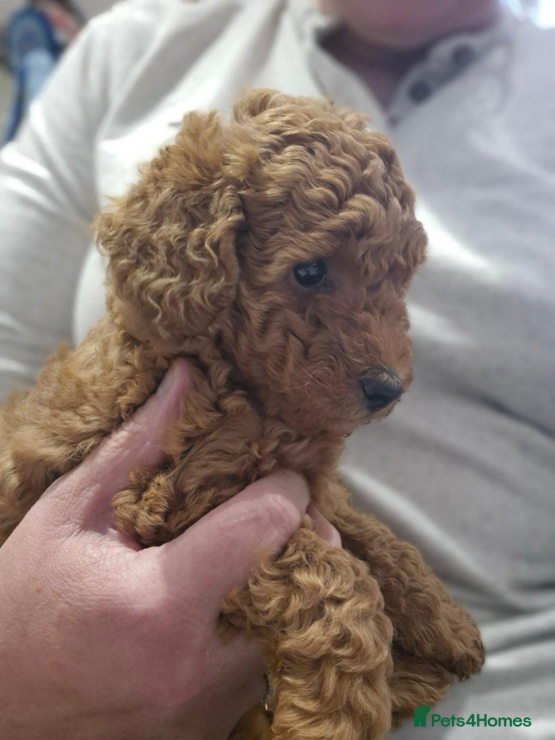 Miniature Poodle dogs for sale: Stunning poodles puppies  ready now   - Advert 12
