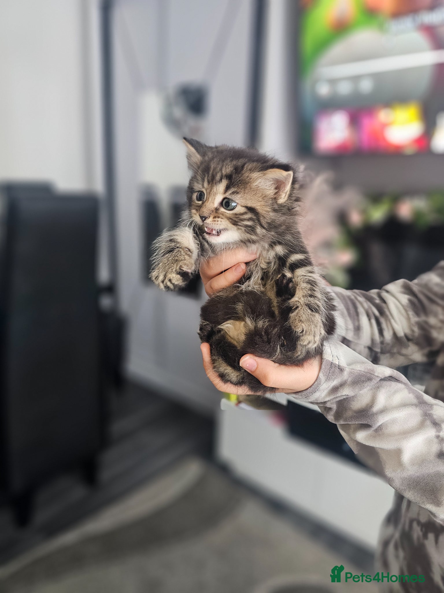 Mixed Breed cats Kittens - Advert 7