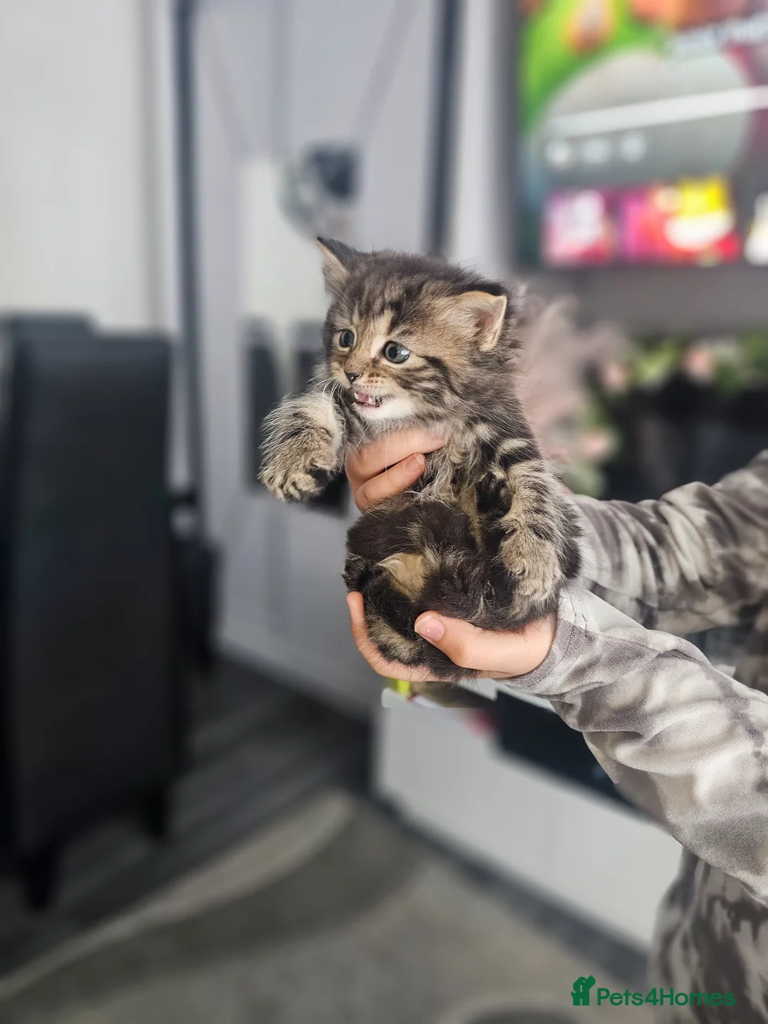 Mixed Breed cats for sale: Kittens - Advert 1