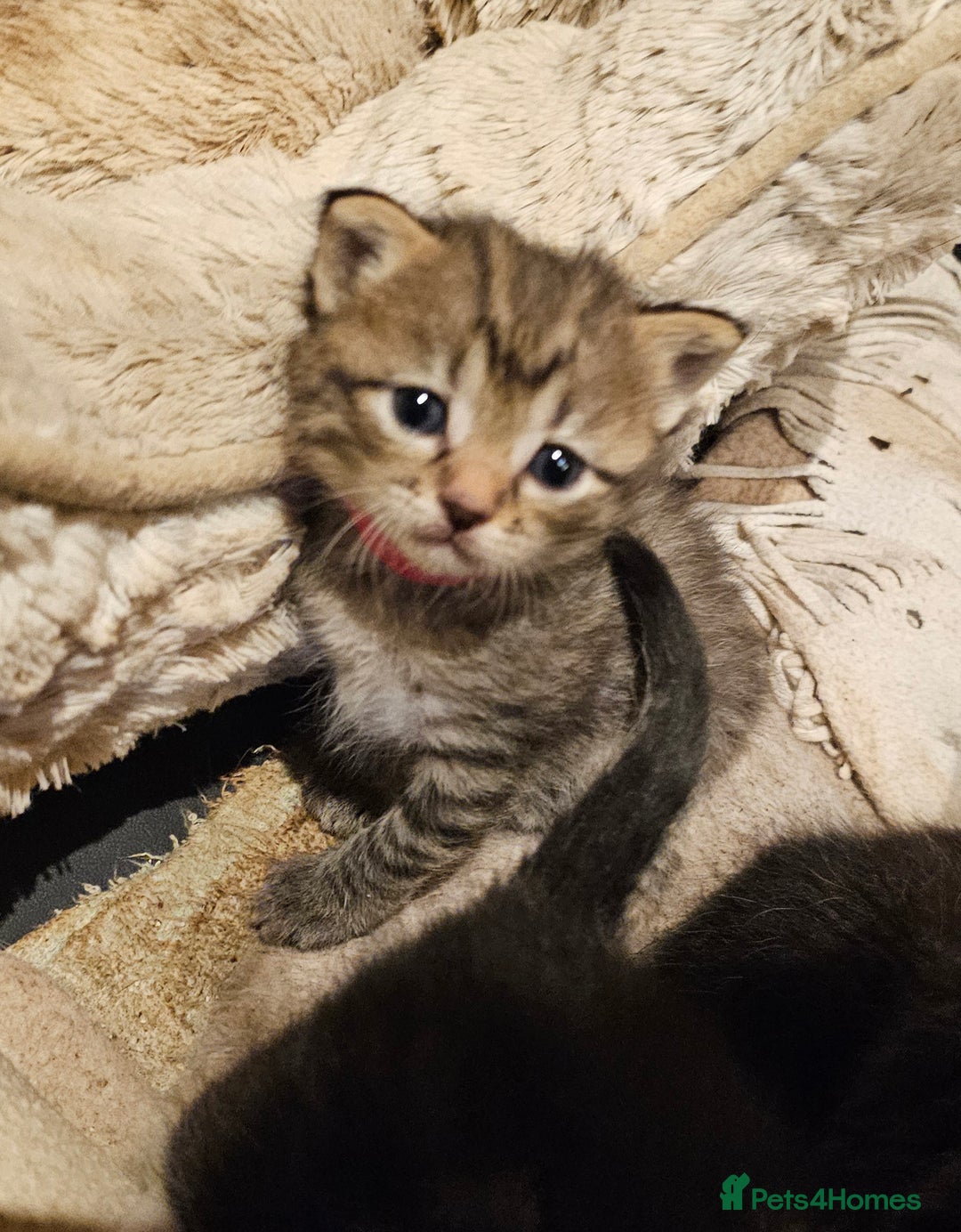 Mixed Breed cats for sale: 4 male kittens remaining, ready 25th October - Image 20
