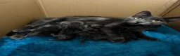 Russian Blue cats for sale: Mixed blue Russian kittens - Advert 17