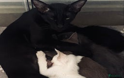 Siamese cats for sale:  Lilac point boy  - Image 15
