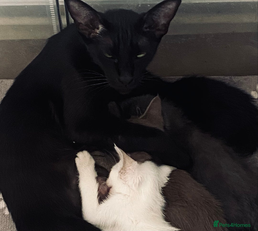 Siamese cats for sale:  Lilac point boy  - Image 15