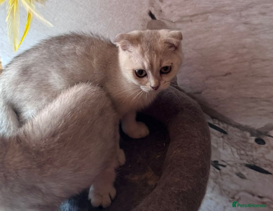 Scottish Fold cats for sale: Scottish fold kittens in hull - Image 21