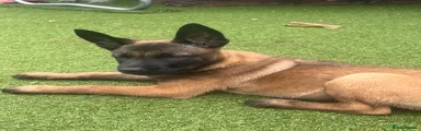 Belgian Shepherd Dog Puppy 6