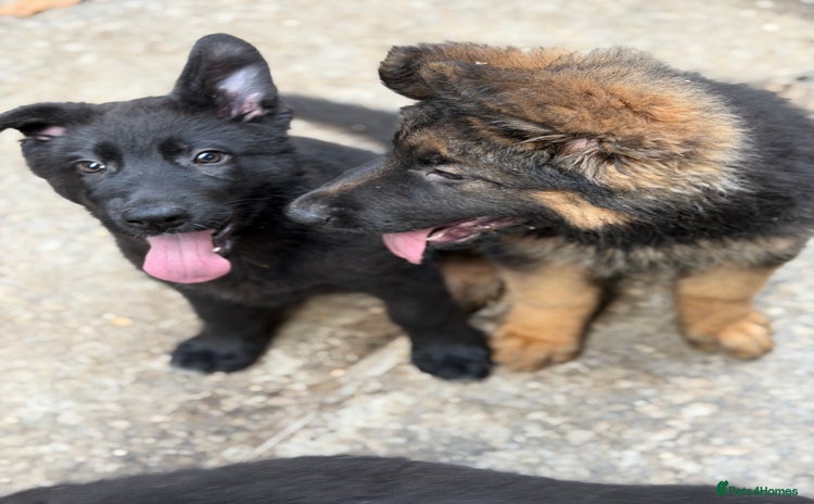 German Shepherd dogs - Advert 4