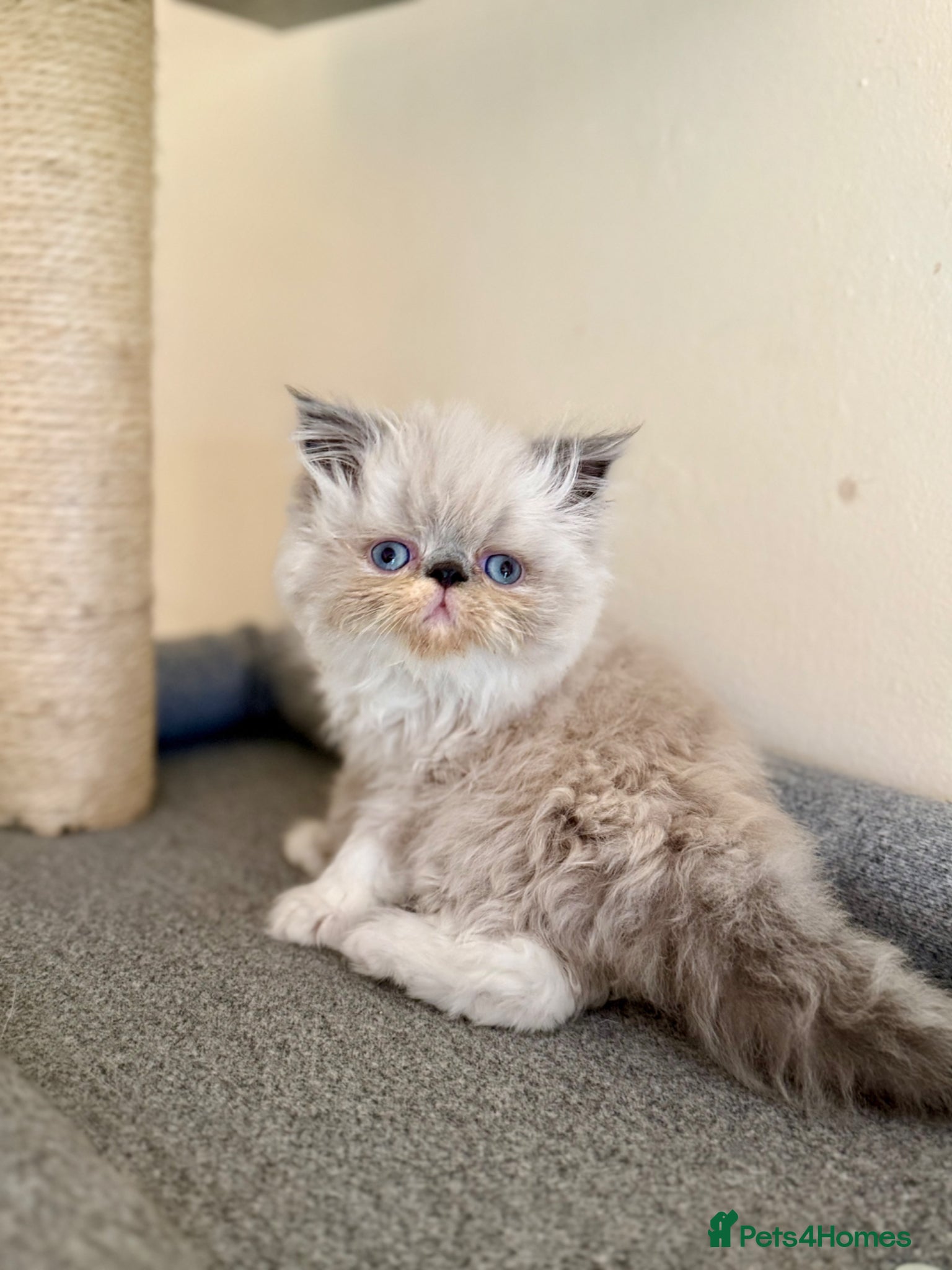 Persian cats GCCF registered Persian kitten 💙 - Advert 1