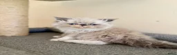 Persian cats for sale: GCCF registered Persian kitten 💙 - Advert 1