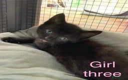 Mixed Breed cats for sale: 3 beautiful black kitten girls  - Image 4
