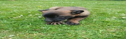 Belgian Shepherd Dog dogs for sale: Belgian Malinois knpv x ring sport fci ikc reg in Omagh - Advert 6