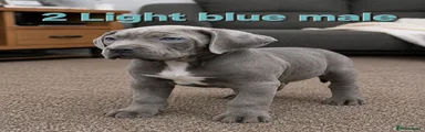 Light blue male 