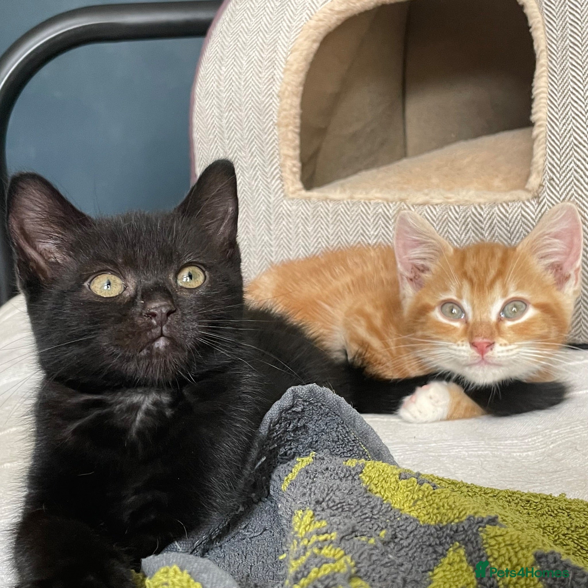 Domestic Shorthair cats Willow & Elm, 11 weeks old - Advert 11
