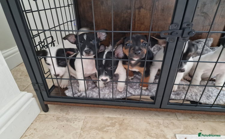 Jack Russell dogs - Advert 2