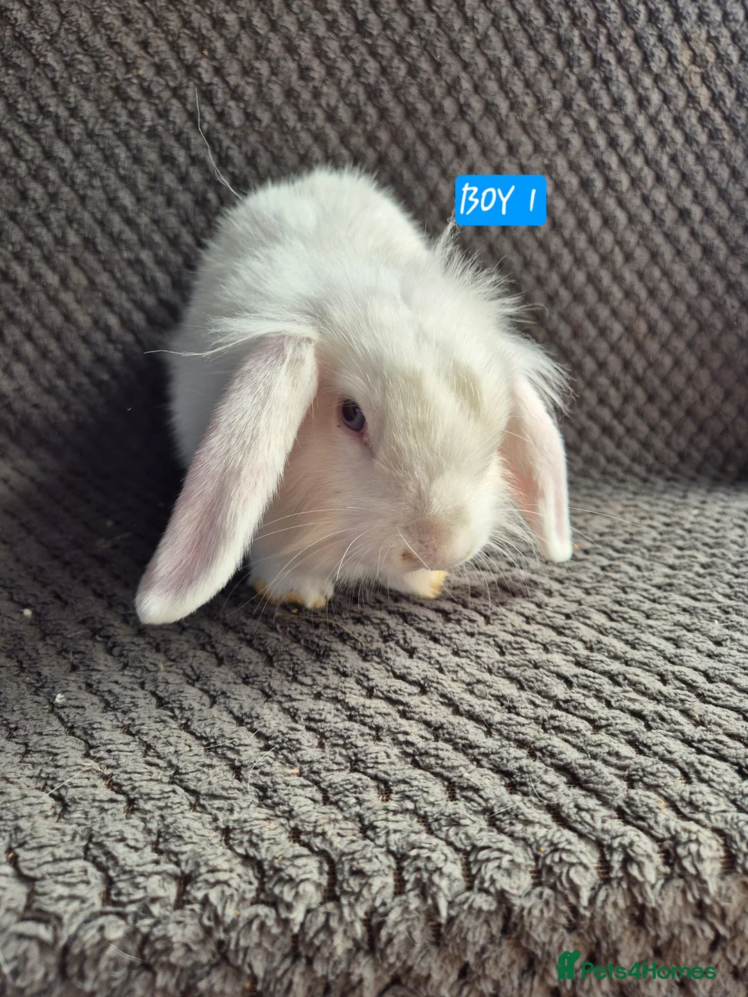 Mini Lion Lop rabbits for sale: Mini Lion Lop Bunnies - Advert 1