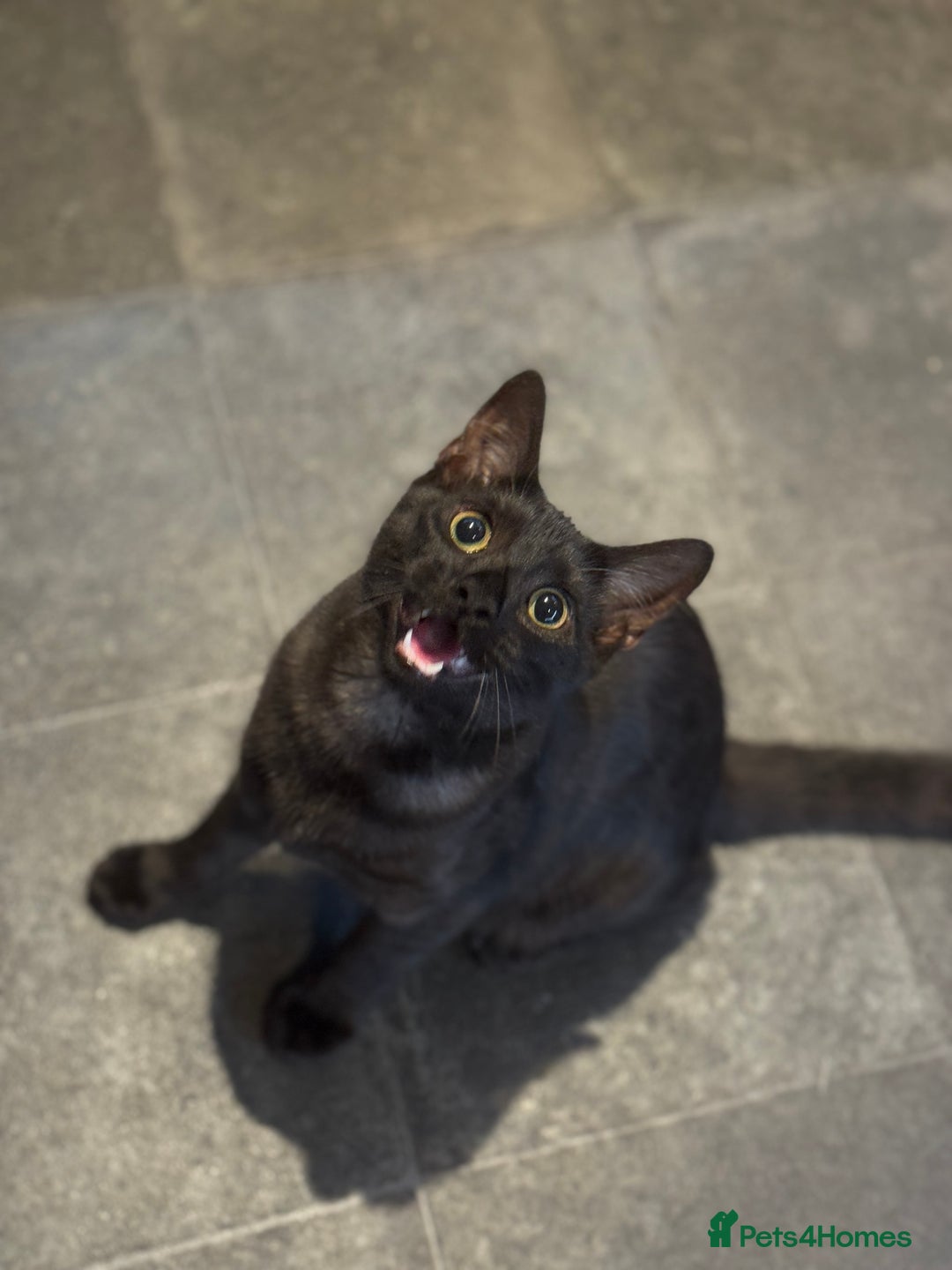 Egyptian Mau cats for sale: TICA reg Spotted EgyptianMau x Bengal LOWEST PRICE - Image 13