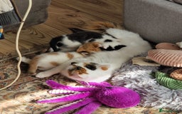 Mixed Breed cats for sale: Kittens for sale  - Image 14