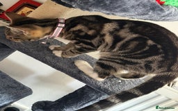Bengal cats for sale: Bengal marble cross  - Image 3