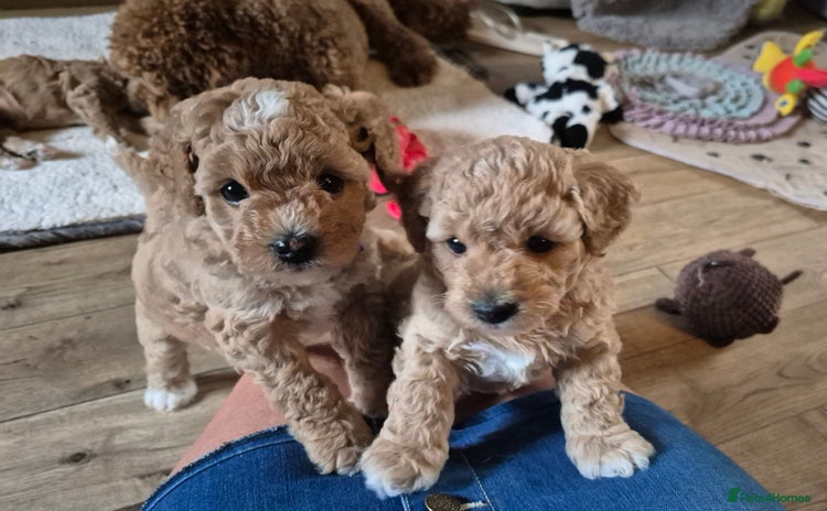 Mixed Breed dogs - Advert 1