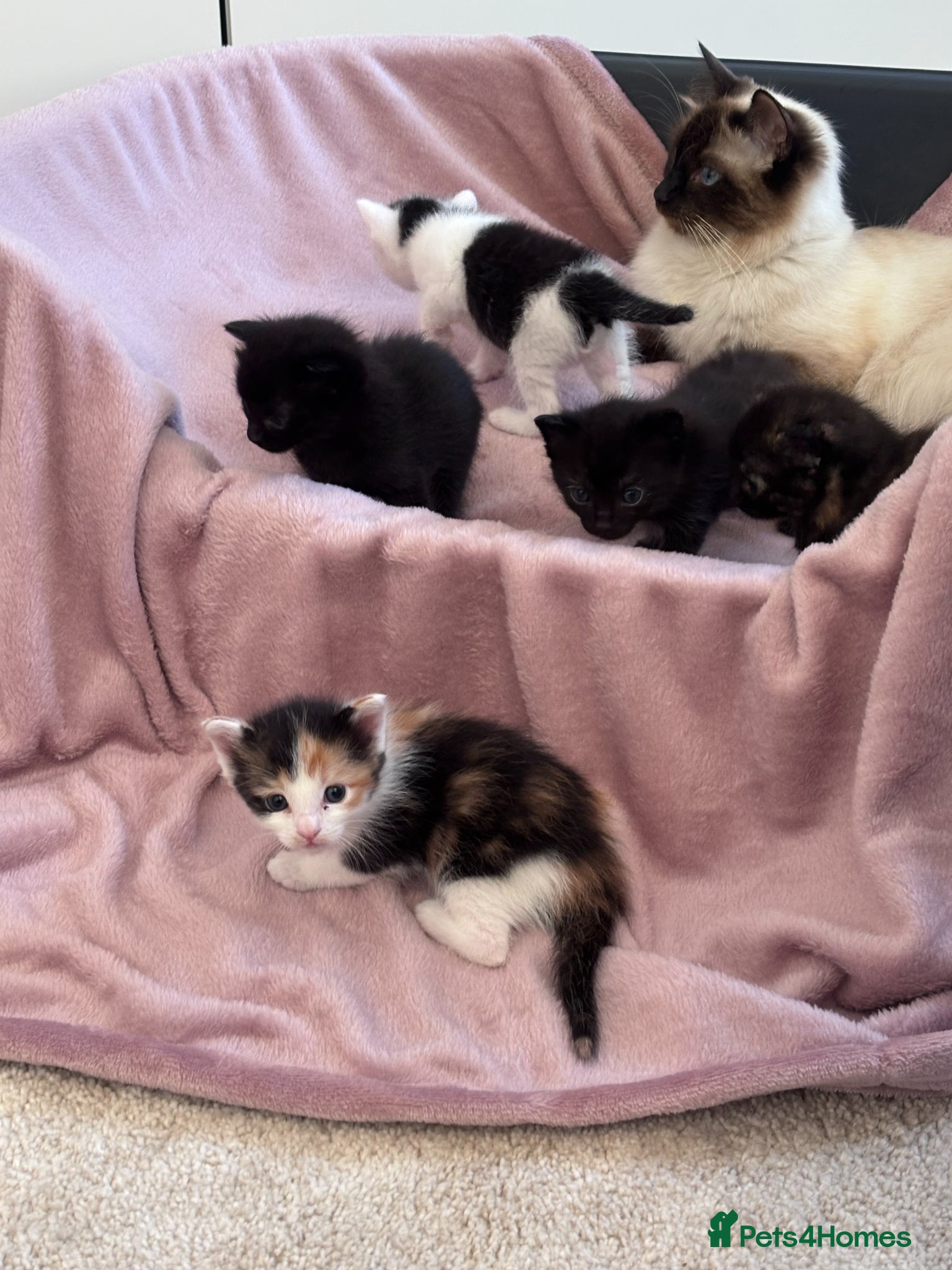 Mixed Breed cats for sale: Kittens for Sale  - Advert 2