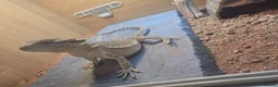 Bearded Dragon reptiles for sale: Red hypo normal wild and vivariums  in Tipton - Advert 6