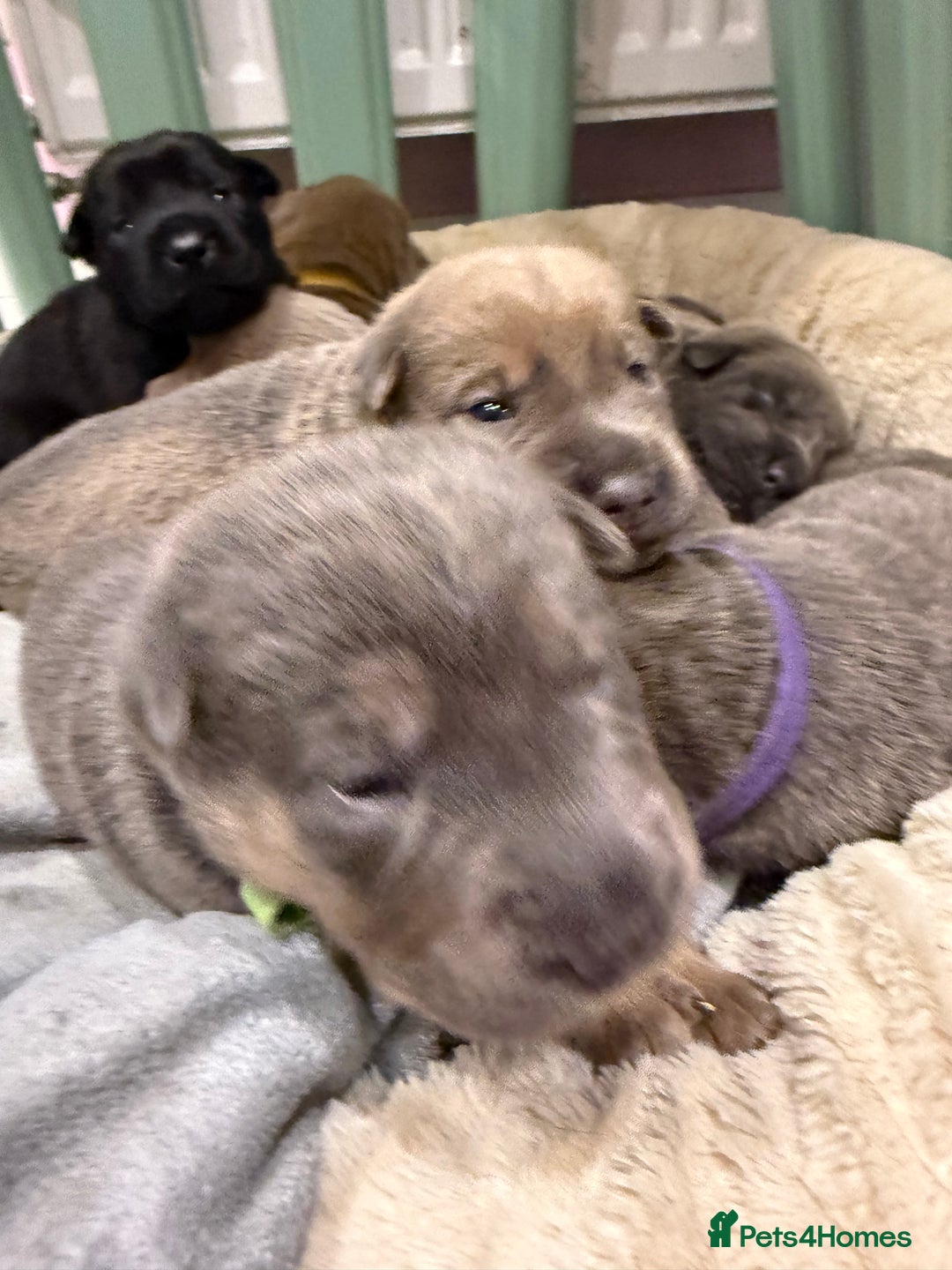 Mixed Breed dogs for sale: Sharpei puppies - Advert 7