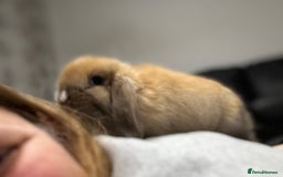 Mini Lop rabbits for sale: 2 beautiful mini lop girls available  - Image 3