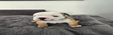 English Bulldog 1