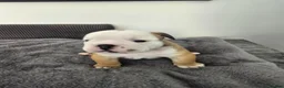 English Bulldog dogs for sale: KC English Bulldogs puppies  - Advert 2