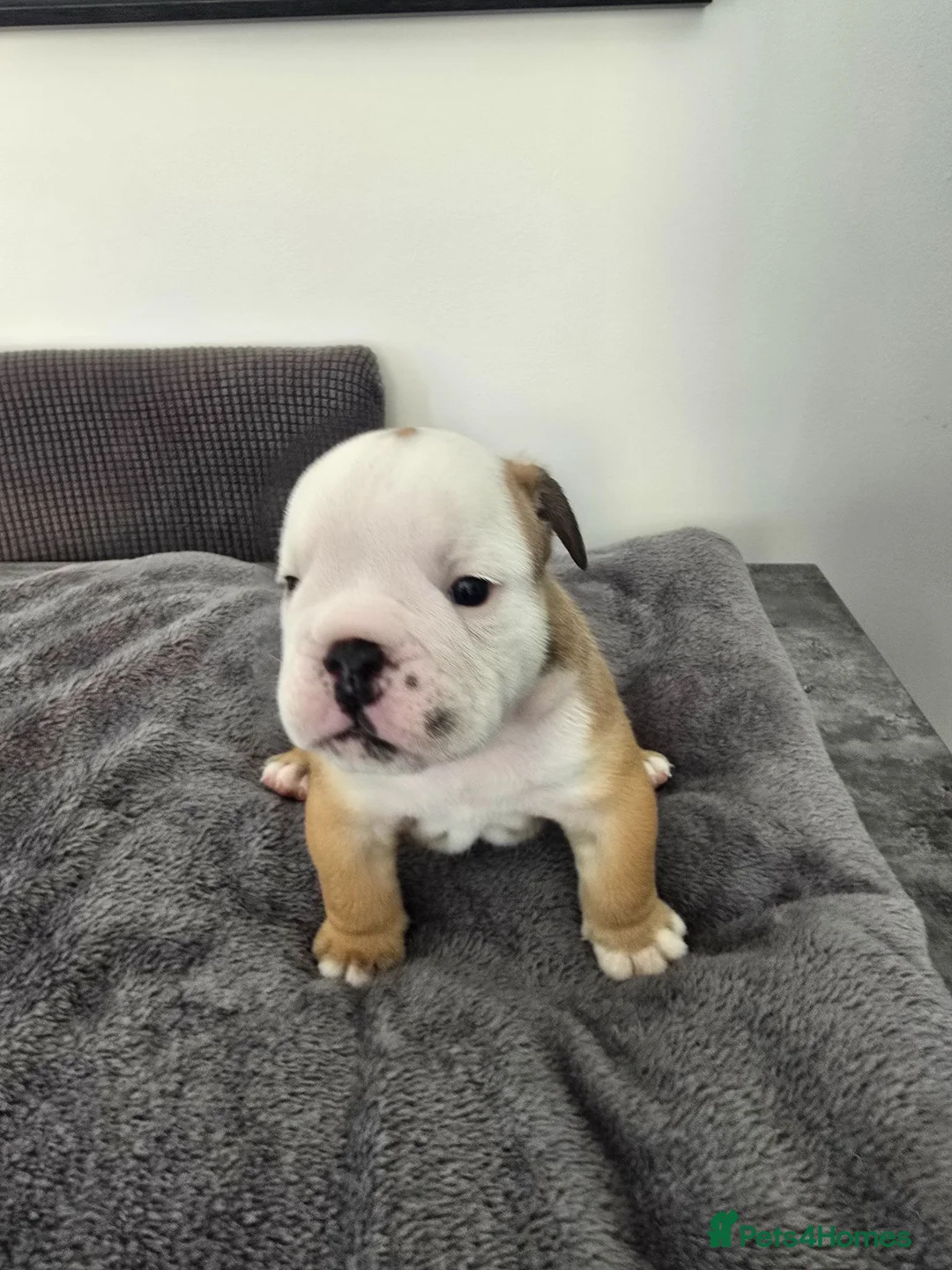 English Bulldog dogs for sale: KC English Bulldogs puppies  - Advert 2