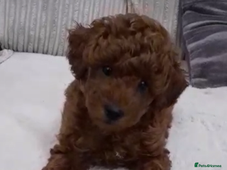 Toy Poodle dogs - Advert 16