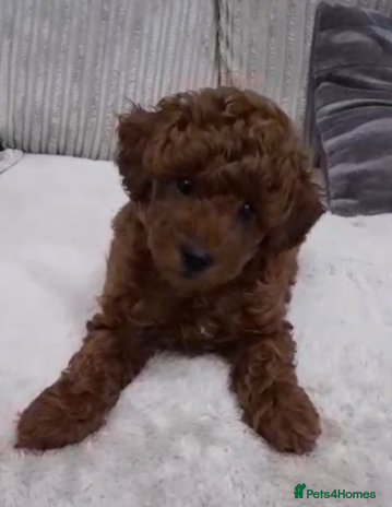 Toy Poodle dogs - Advert 3