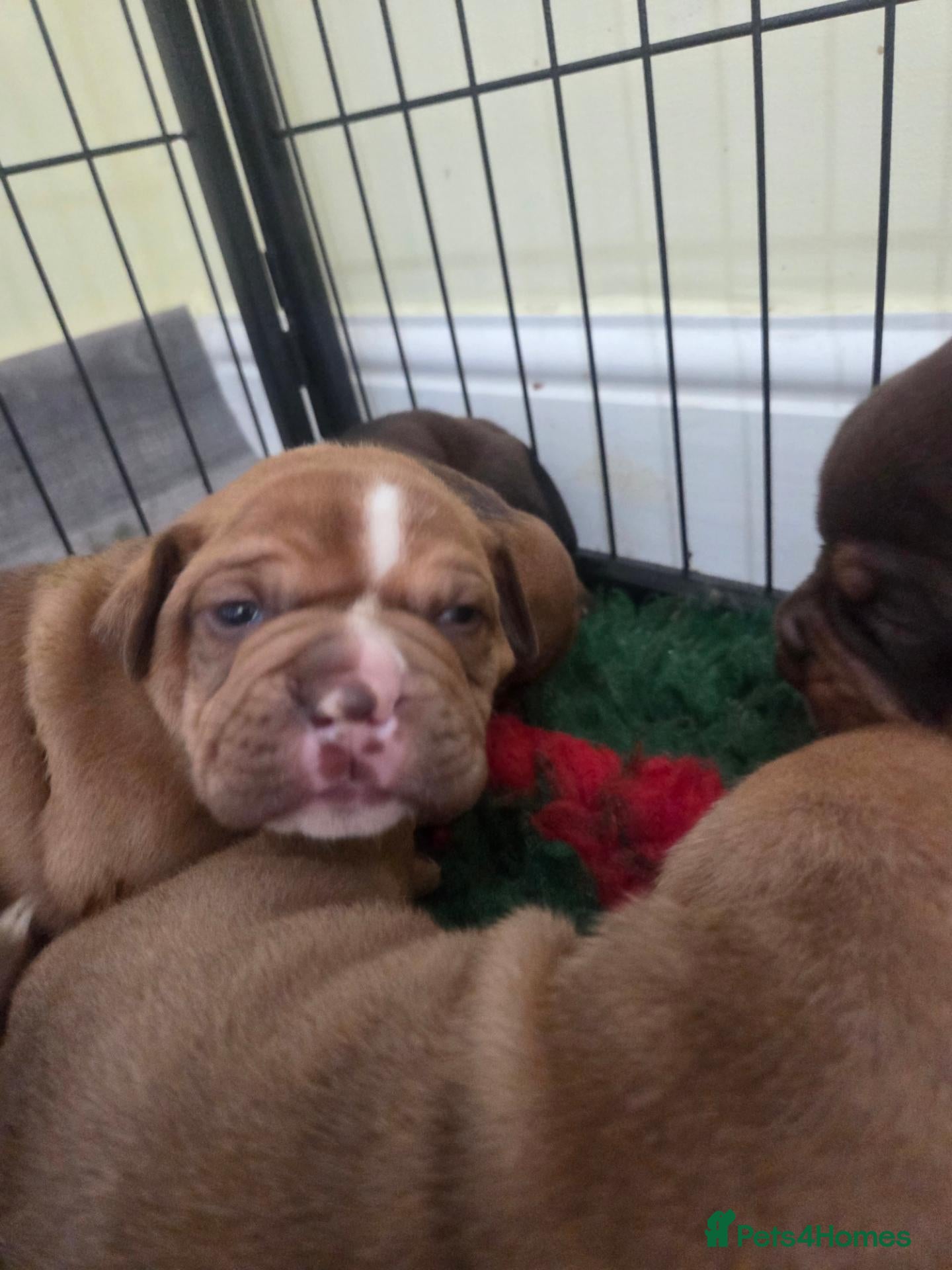 Olde English Bulldogge dogs Olde english bulldog  - Advert 1