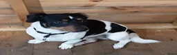 Jack Russell dogs for sale: Jack Russel  - Advert 3