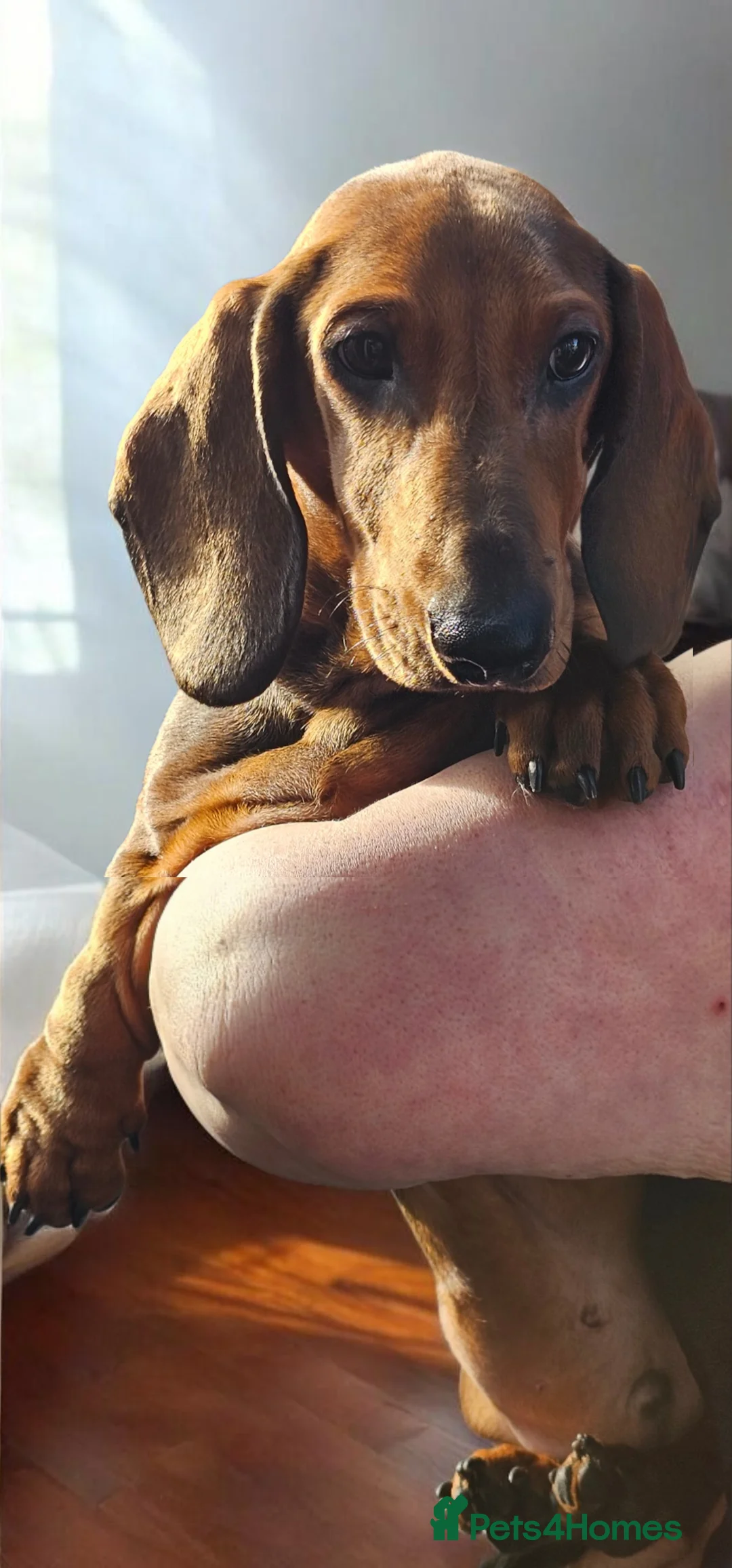Dachshund dogs for sale: Beautiful show quality standard smooth shaded red in Exeter - Advert 9