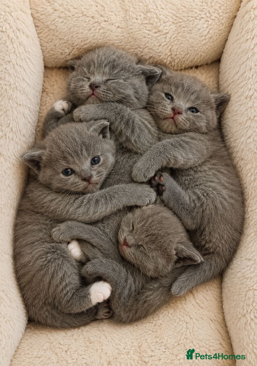 British Shorthair cats High quality BSH kittens available  - Advert 1