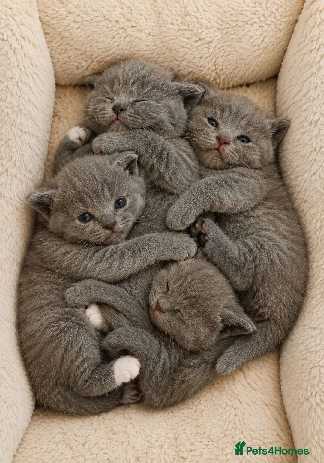 British Shorthair cats for sale: High quality BSH kittens available  - Advert 1