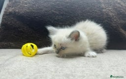 Ragdoll cats for sale: ⭐️BEAUTIFUL PUREBREED BLUEPOINT RAGDOLL KITTENS ⭐️ - Image 32