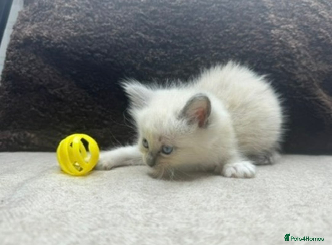 Ragdoll cats for sale: ⭐️BEAUTIFUL PUREBREED BLUEPOINT RAGDOLL KITTENS ⭐️ - Image 32