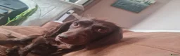 Cocker Spaniel dogs for sale: Beautiful chocolate working cocker spaniel girl  - Advert 2