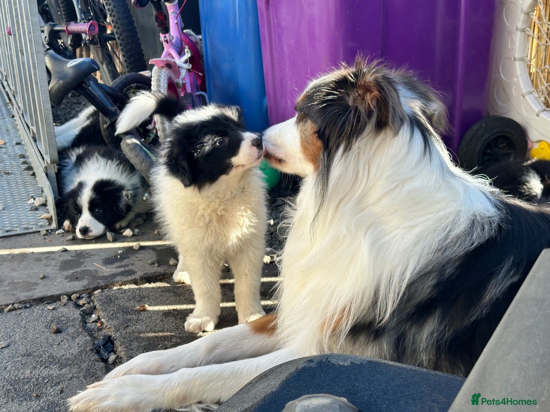 Border Collie dogs for sale: Dylan /Dill - ONLY 4 LEFT International Champion blood line - Image 17